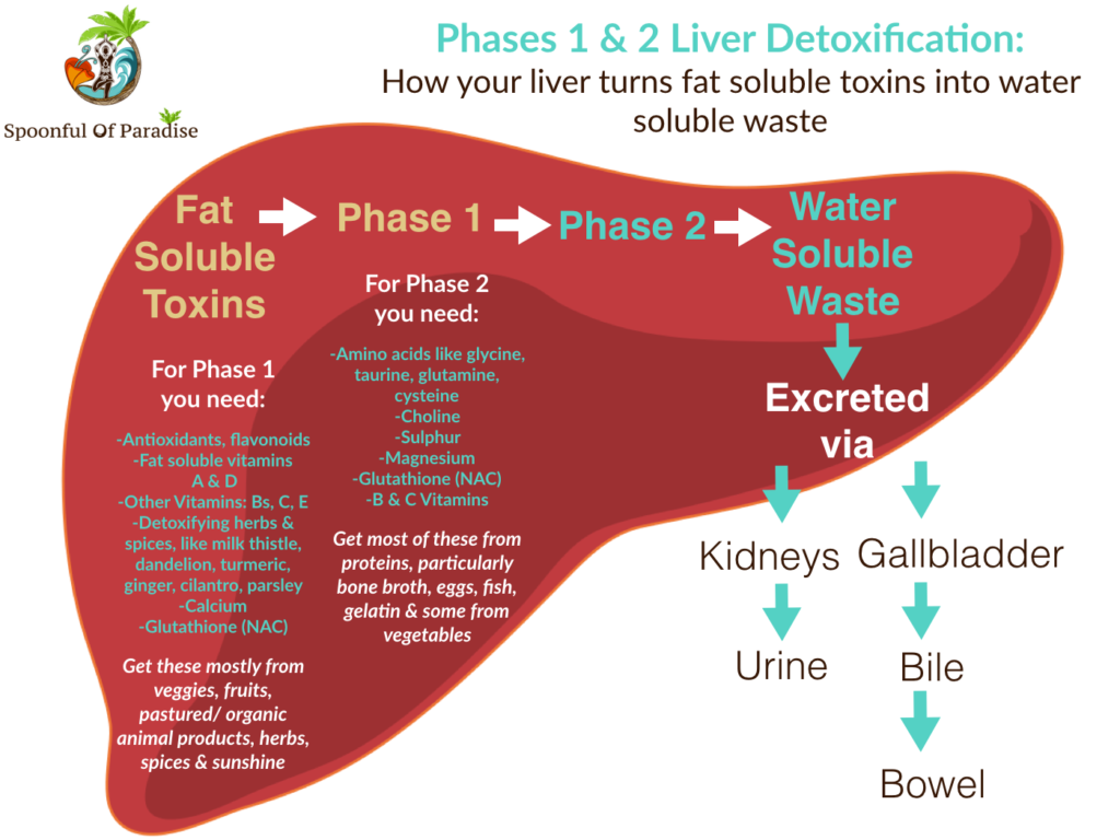 Phases 1 & 2 Liver Detoxification